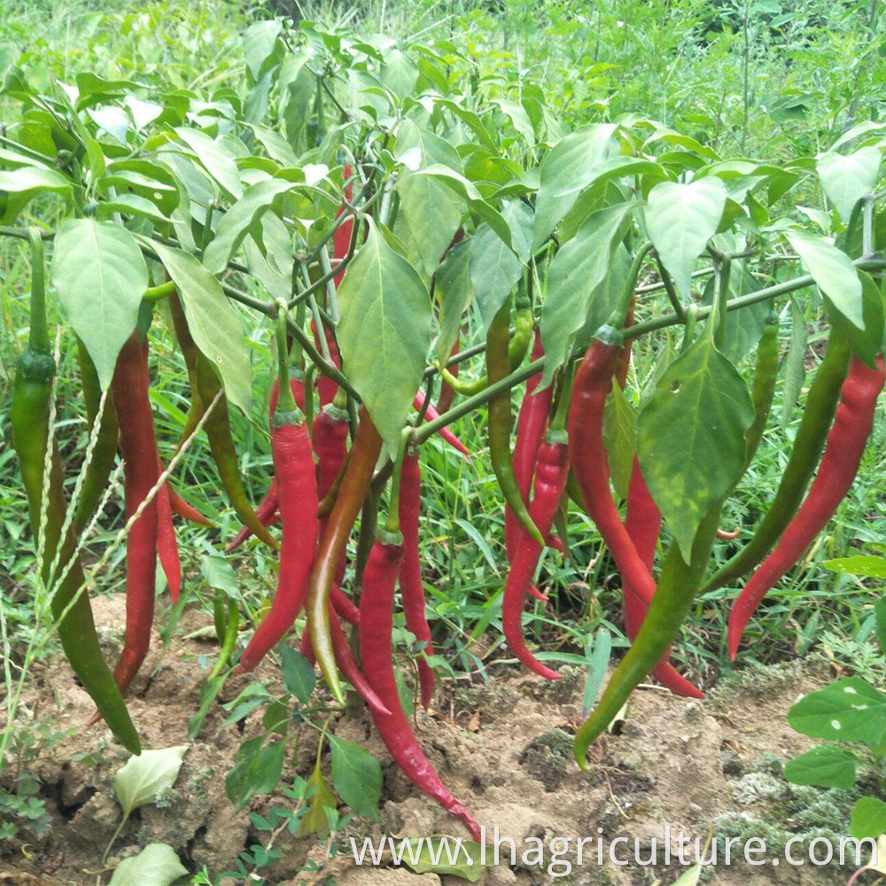 Erjing Tiao Planting Management